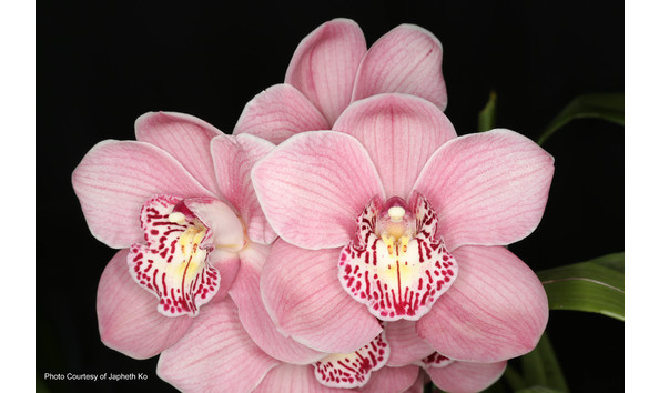 Big image lot xxx   cym. john wooden  geyserland  am aos 2