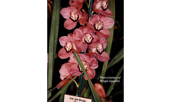 Big image lot xxx   cym. john wooden  royale  hcc aoc nsw