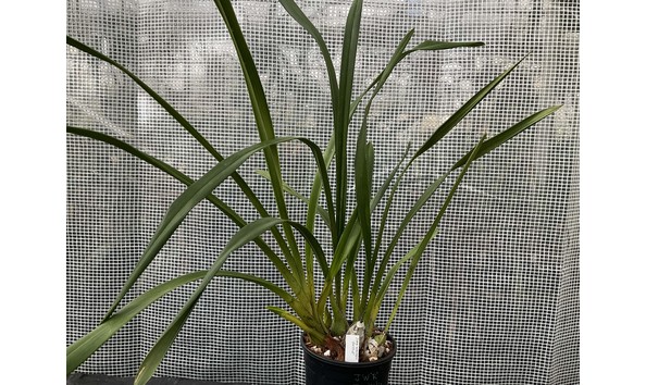 Big image lot xxx   cym. john wooden  royale  hcc aoc nsw plant