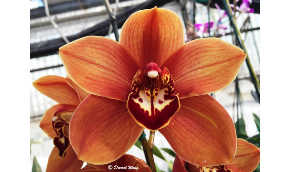 Big image lot xxx   cym. karen hawaiian  hatfield s   b csa