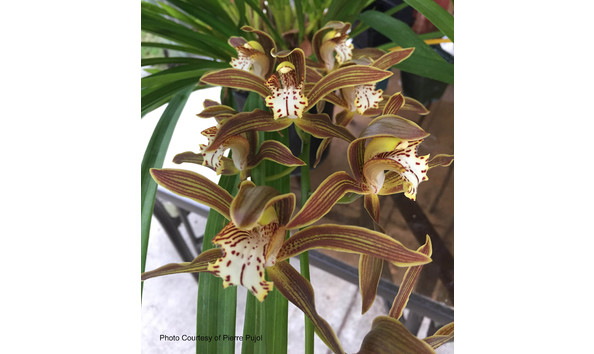 Big image lot xxx   cym. ken siew  woodside 