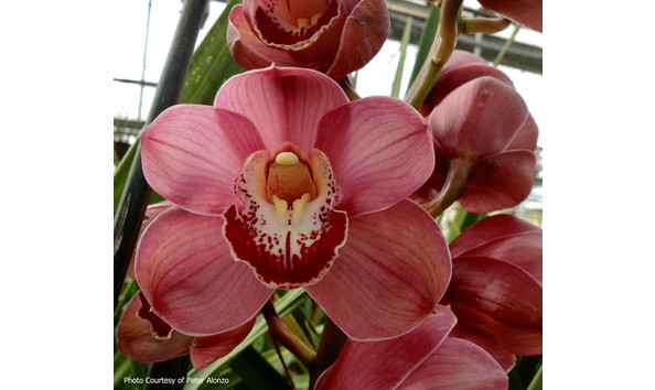 Big image lot xxx   cym. khan flame  raquel 