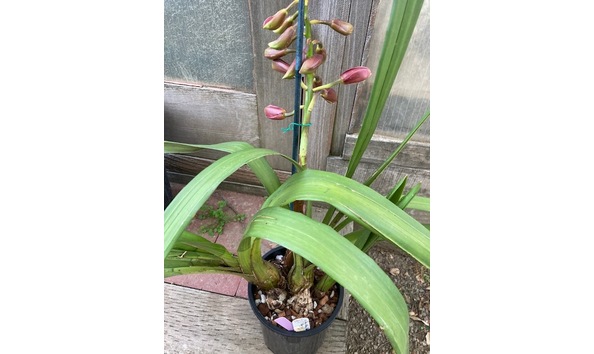 Big image lot xxx   cym. khan flame  raquel  plant