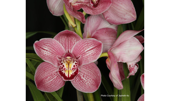 Big image lot xxx   cym. kirby lesh  memoria yeh chang ko 