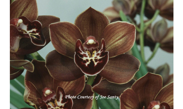 Big image lot xxx   cym. kiwi connection  jack thomas  bm csa