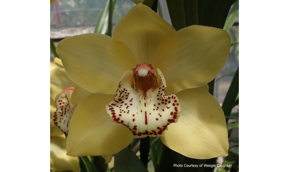 Big image lot xxx   cym. lady ambarino  cinnabar 