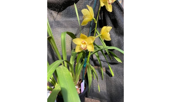 Big image lot xxx   cym. lady ambarino  cinnabar  plant