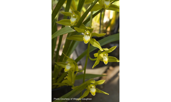 Big image lot xxx   cym. lowianum v album  concolor  am cbr aos am rhs