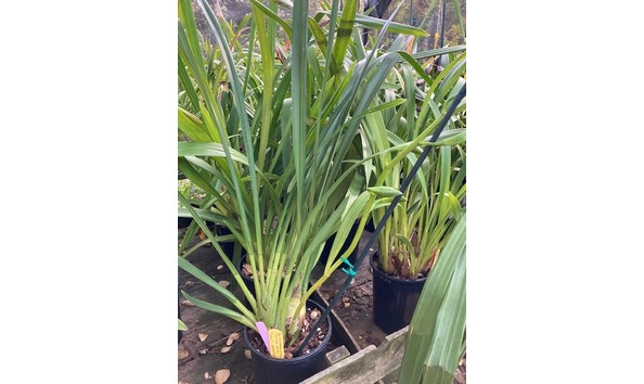 Big image lot xxx   cym. lowianum v album  concolor  am cbr aos am rhs plant