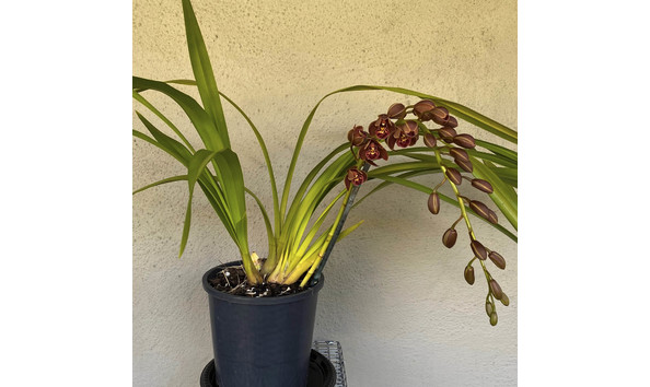 Big image lot xxx   cym. mad doctor  geyserland  plant