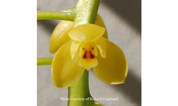 Big image lot xxx   cym. madidum  ireland new