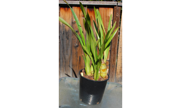 Big image lot xxx   cym. madidum  ireland  plant