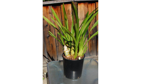 Big image lot xxx   cym. madidum  ireland  plant2