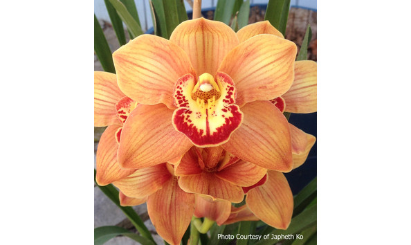 Big image lot xxx   cym. mae west  geyserland  s csa