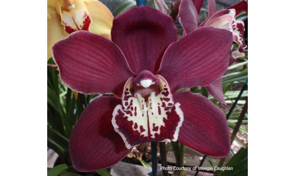 Big image lot xxx   cym. marilyn hatfield  barbara  