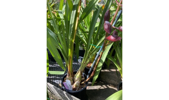 Big image lot xxx   cym. marilyn hatfield  barbara  plant