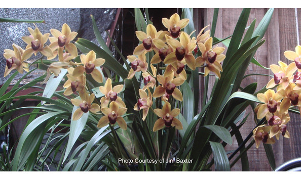 Big image lot xxx   cym. memoria amelia earhardt  geyserland  hcc am aos