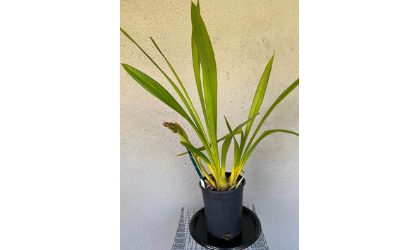 Big image lot xxx   cym. memoria amelia earhardt  geyserland  hcc am aos plant