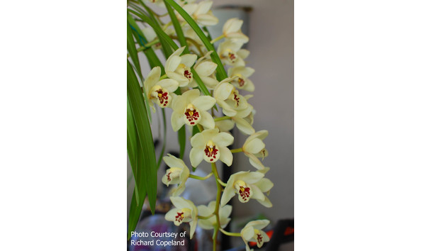 Big image lot xxx   cym. memoria andy warhol  gordo  am aos  b csa 