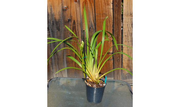 Big image lot xxx   cym. memoria andy warhol  gordo  am aos  b csa plant 