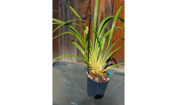 Big image lot xxx   cym. memoria andy warhol  gordo  am aos  b csa spike 