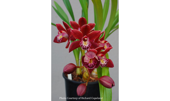 Big image lot xxx   cym.  mighty mouse x doctor baker   marooned 