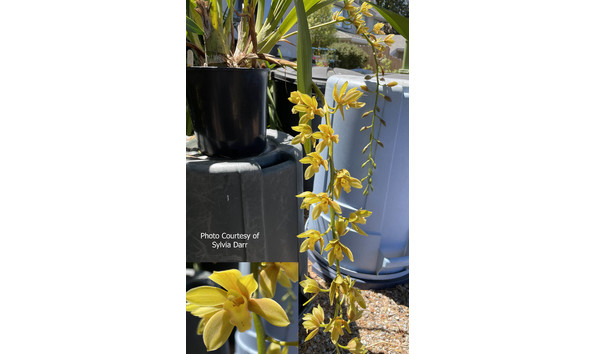 Big image lot xxx   cym. mitzi  mildred  munday 