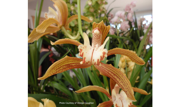 Big image lot xxx   cym. moira  cinnabar 