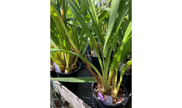 Big image lot xxx   cym. moira  cinnabar  plant