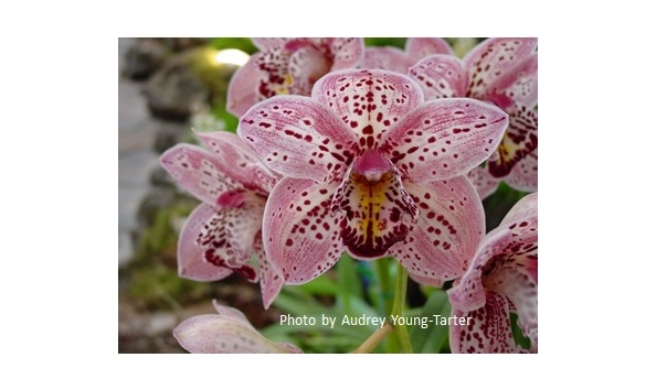 Big image lot xxx   cym. mount vision  hallelujah  hcc jc aos