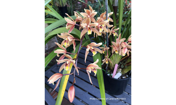 Big image lot xxx   cym. parish madness  jim williams 