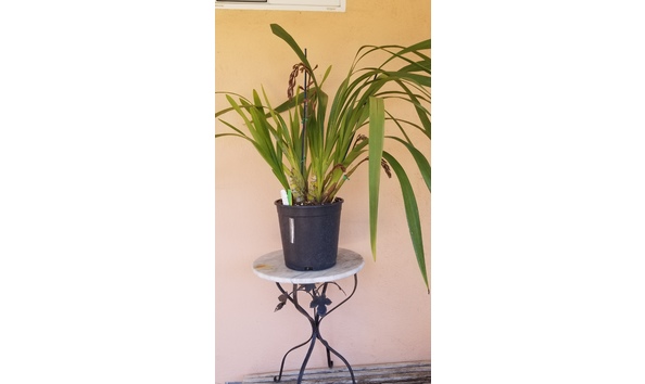 Big image lot xxx   cym. parish madness  jim williams  plant2