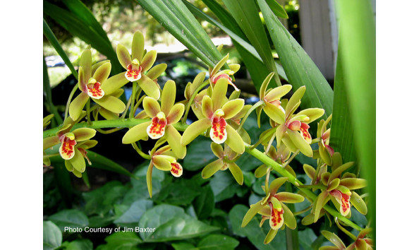 Big image lot xxx   cym. pee wee   featherhill   4n 