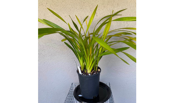 Big image lot xxx   cym. pee wee   featherhill   4n plant