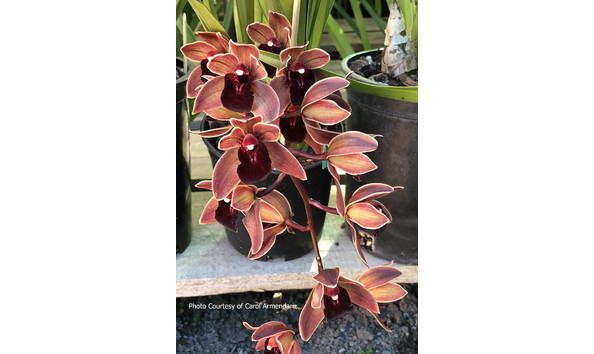 Big image lot xxx   cym. persuasive miss  black eyes 