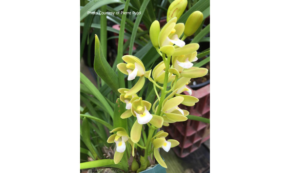 Big image lot xxx   cym. pumilum v. albanistic