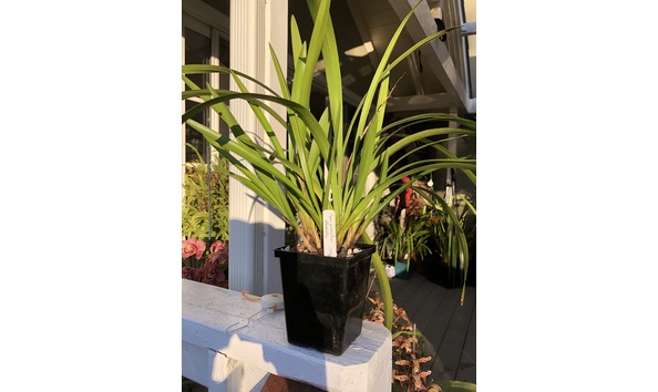 Big image lot xxx   cym. pumilum v. albanistic plant