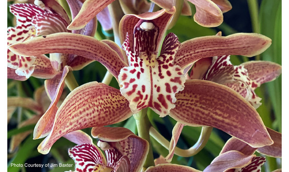 Big image lot xxx   cym. pywacket  cinnabar cougar 