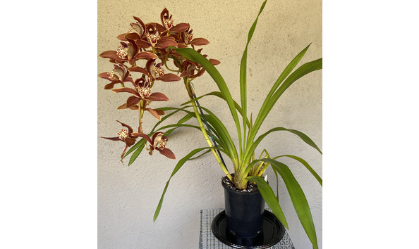 Big image lot xxx   cym. pywacket  cinnabar cougar  plant