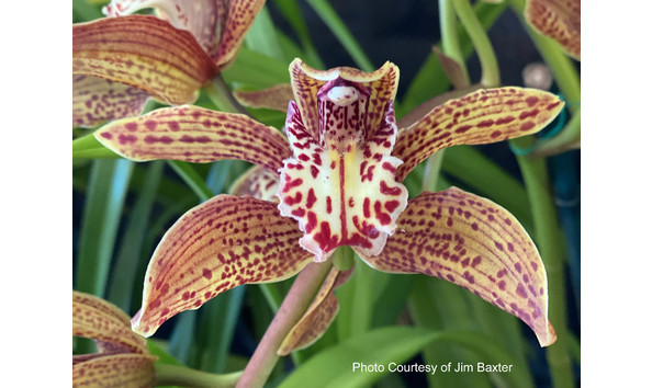 Big image lot xxx   cym. pywacket  frank mcnally 