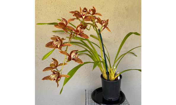 Big image lot xxx   cym. pywacket  frank mcnally  plant