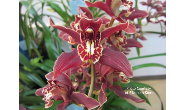 Big image lot xxx   cym. pywacket  heatherich hills 