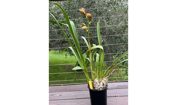 Big image lot xxx   cym. autumn lady  stars and stripes  hcc aos plant