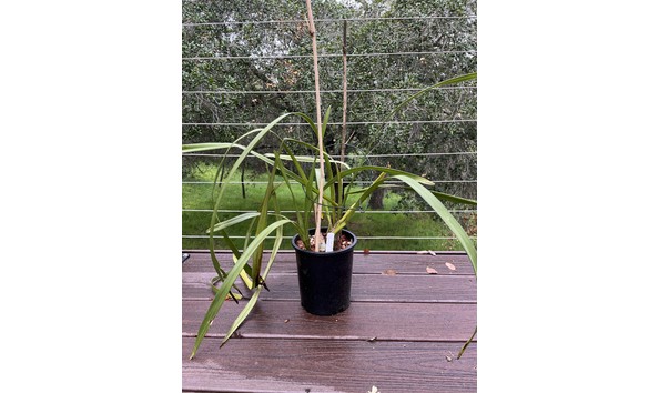 Big image lot xxx   cym. mae west  geyserland  s csa plant