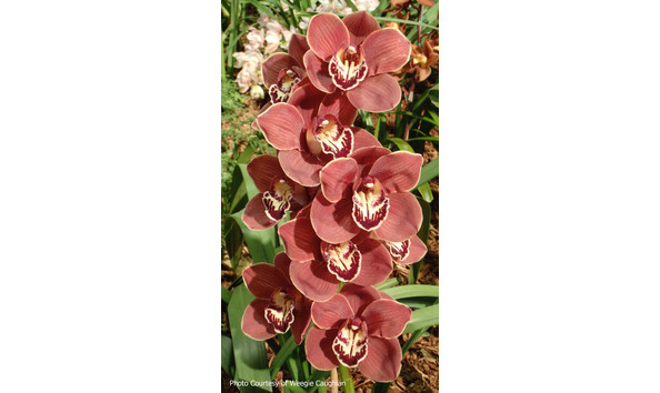 Big image lot xxx   cym. regal ruby  cinnabar  b csa