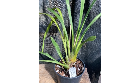 Big image lot xxx   cym. regal ruby  cinnabar  b csa plant