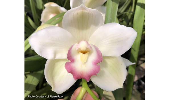 Big image lot xxx   cym. rina soto  tardy 