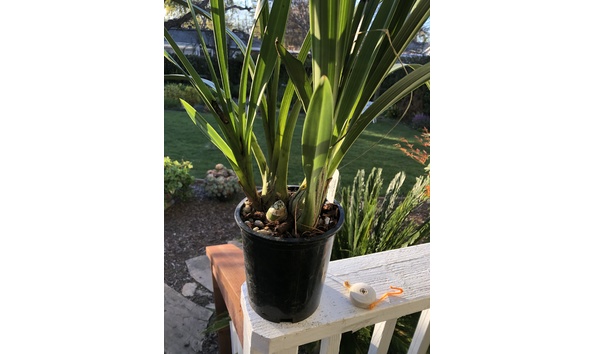 Big image lot xxx   cym. rina soto  tardy  plant