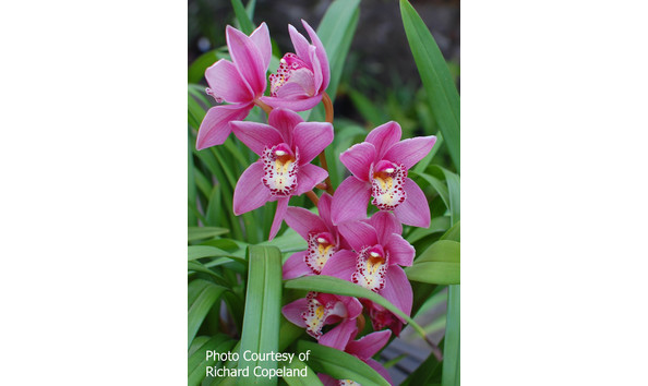 Big image lot xxx   cym. rincon fairy  fancy free  hcc aos b csa 