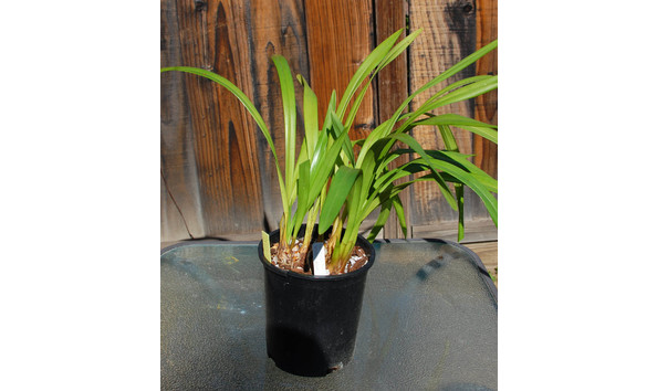 Big image lot xxx   cym. rincon fairy  fancy free  hcc aos b csa plant